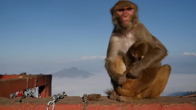 恒河猴猕猴在婴儿的头发上搜寻并去除虱子