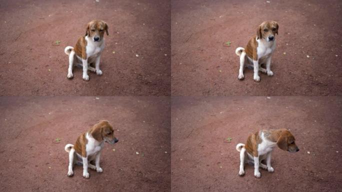 小猎犬动物肖像4k镜头。