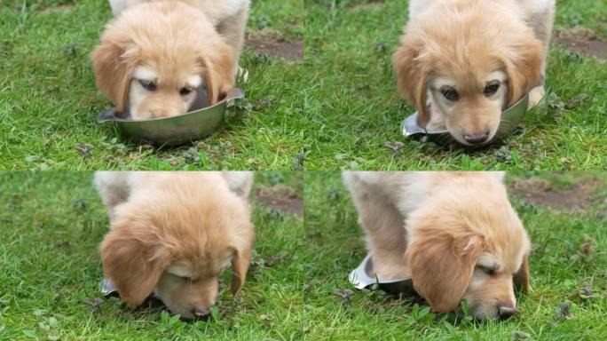 一窝Hovawart幼犬从外面的碗里吃饭