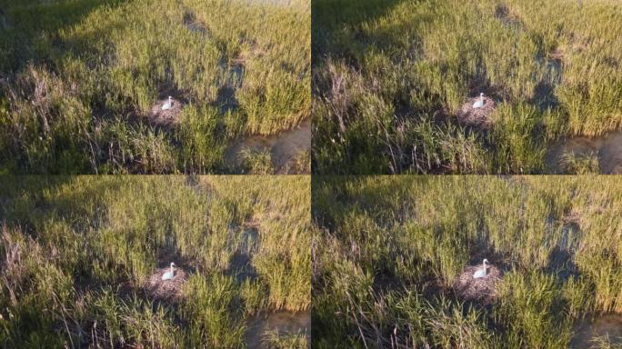 一只雌性哑天鹅，天鹅座，坐在湖上巢中的卵上。在它的巢里有哑天鹅。天鹅蛋。鸟瞰图。