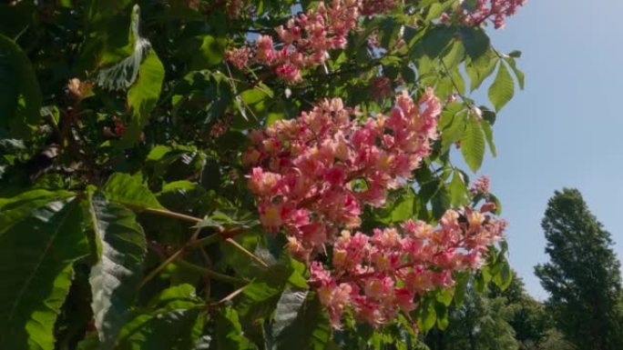 在阳光明媚的风天，红马栗树的花序