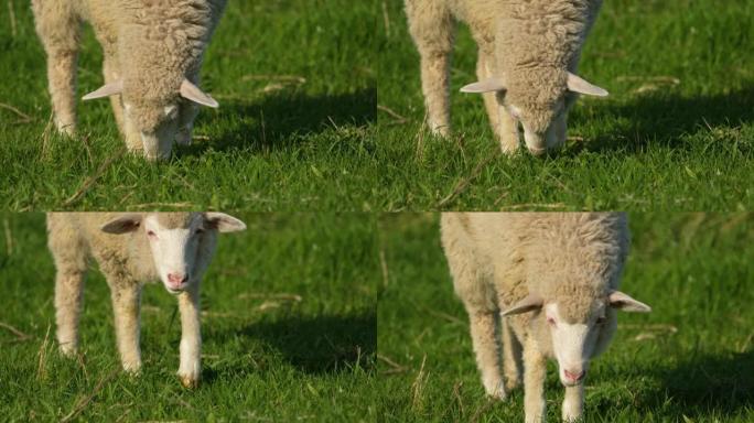 草地上的绵羊呼吸摇摆，放牧，尖叫，把头转向一边。宠物。农业工业。畜牧业。天然肉。天然羊毛