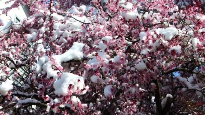 粉红色的樱花被雪覆盖