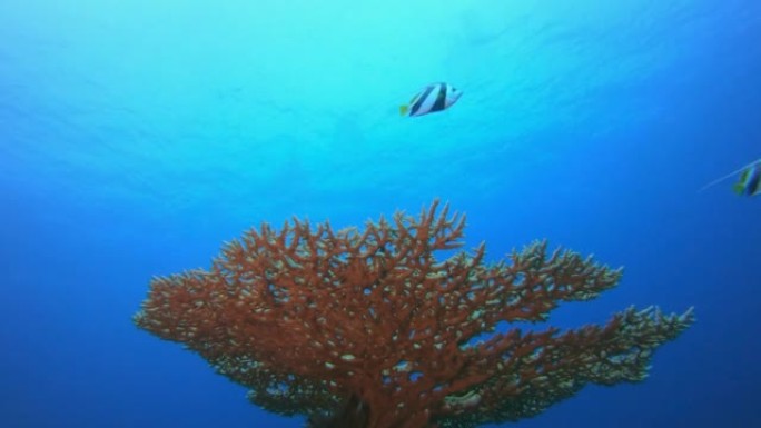 海底蓝色珊瑚鱼