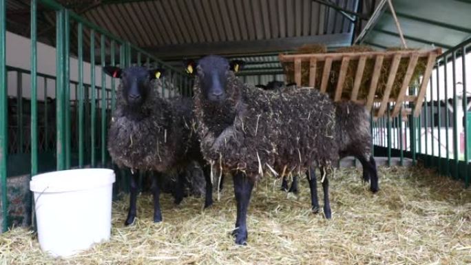 Black Welsh mountain sheep in ranch barn