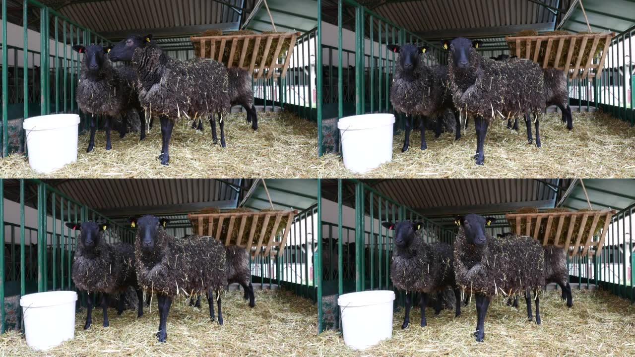 Black Welsh mountain sheep in ranch barn