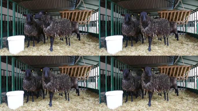 Black Welsh mountain sheep in ranch barn