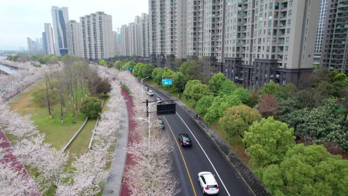 杭州 江边樱花跑道