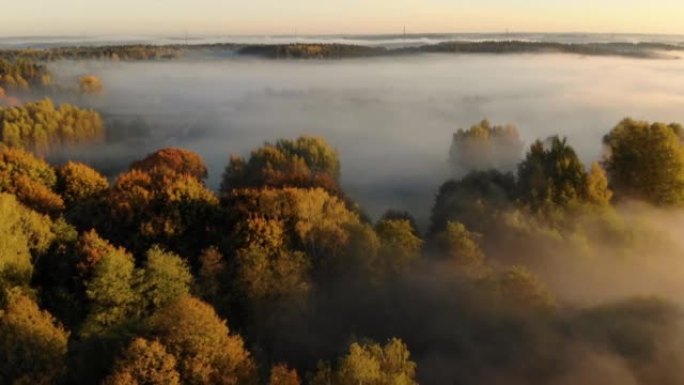 日出时雾蒙蒙的五颜六色的树木的惊人鸟瞰图。秋雾景观。雄伟的薄雾森林。鸟瞰图。薄雾笼罩的乡村的日出。神