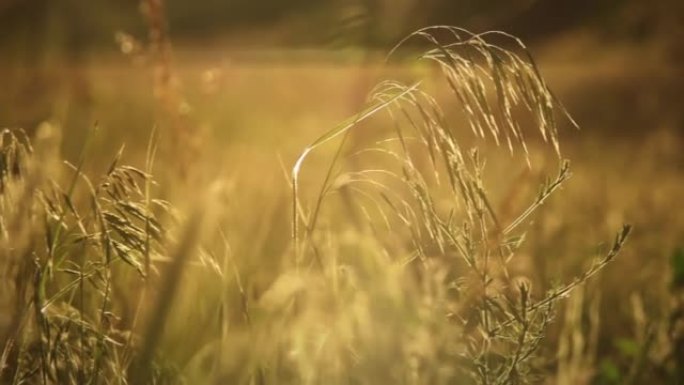 在微妙的夏日微风慢动作中摆动的惊人绿草的特写视图。日落温暖的阳光背光