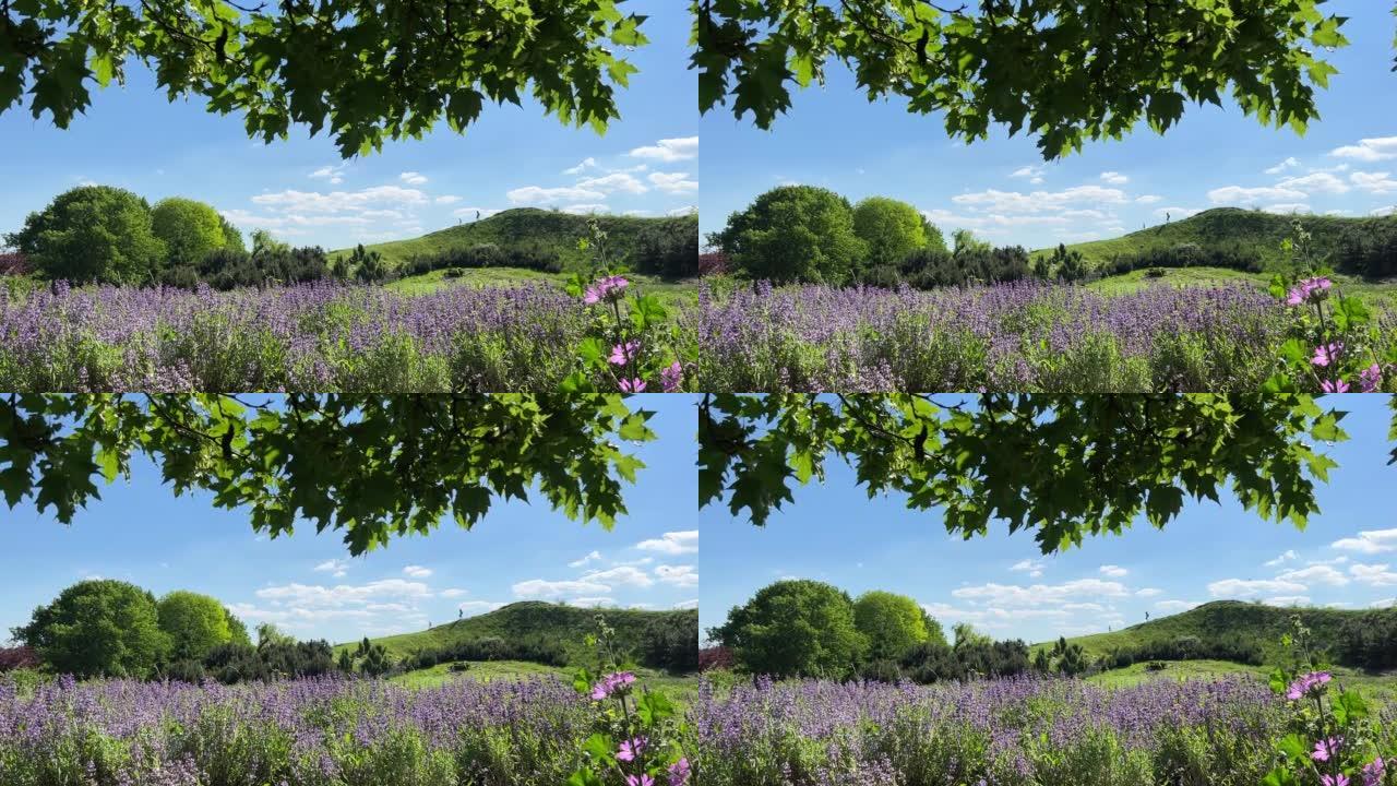 紫色鼠尾草在绿色的山丘和阳光明媚的蓝天上的田野里开花。美丽的夏日大自然。