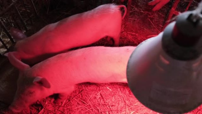 中国农场里精力充沛的小猪。养猪。