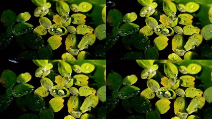 池塘水滴被困在亚马逊青蛙植物的叶子上