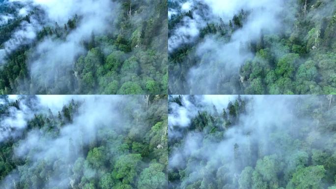 航拍原始森林云雾环绕天然氧吧