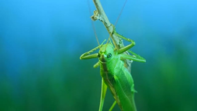 大绿蚱hopper的特写肖像坐在树枝上，洗净爪子。Great green bush-cricket 