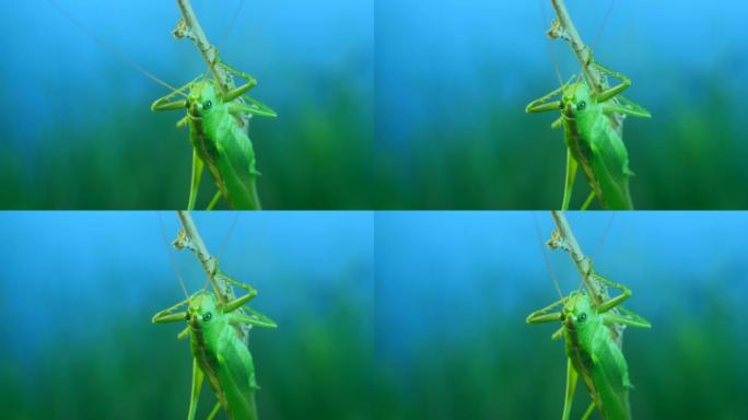 大绿蚱hopper的特写肖像坐在树枝上，洗净爪子。Great green bush-cricket 