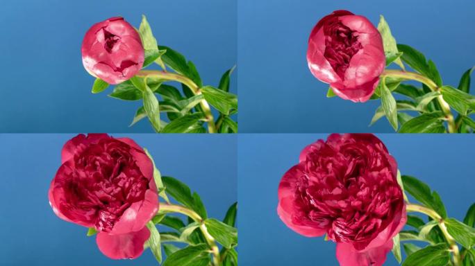 红色牡丹开放花在蓝色背景上。吠陀概念。侧视图