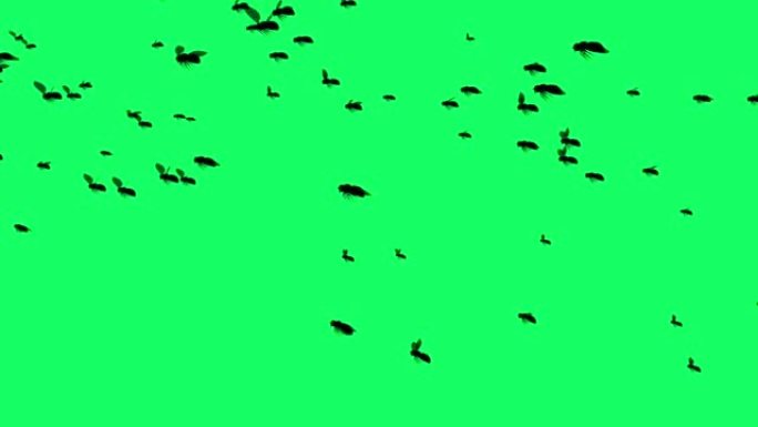 3d动画-在绿色屏幕上飞行的苍蝇的剪影