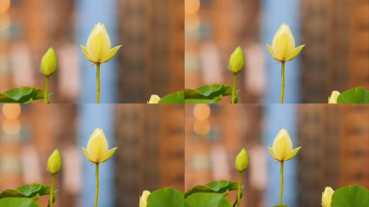 美丽的白莲花随风摇曳，在日落时间与城市建筑背景，4k镜头缩小效果。