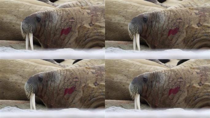斯瓦尔巴群岛附近的牛群附近受伤的海象