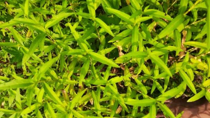 Persicaria hydropiper植物。