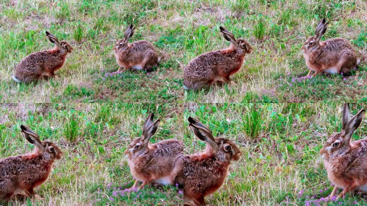 坐在草地上的欧洲野兔