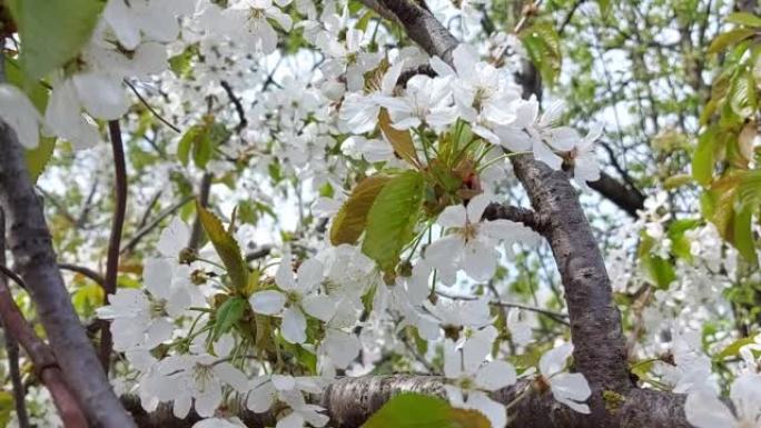 樱桃花。晴天。大风天气。春季花园果树