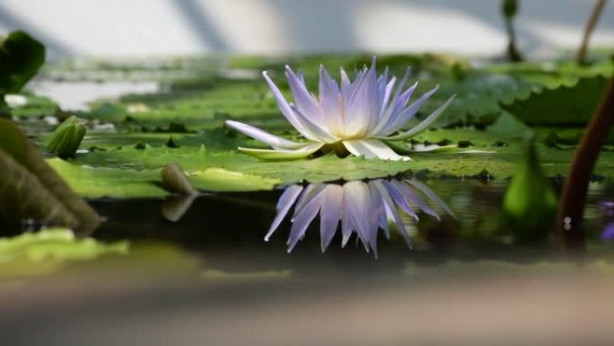 池塘里盛开的蓝色睡莲