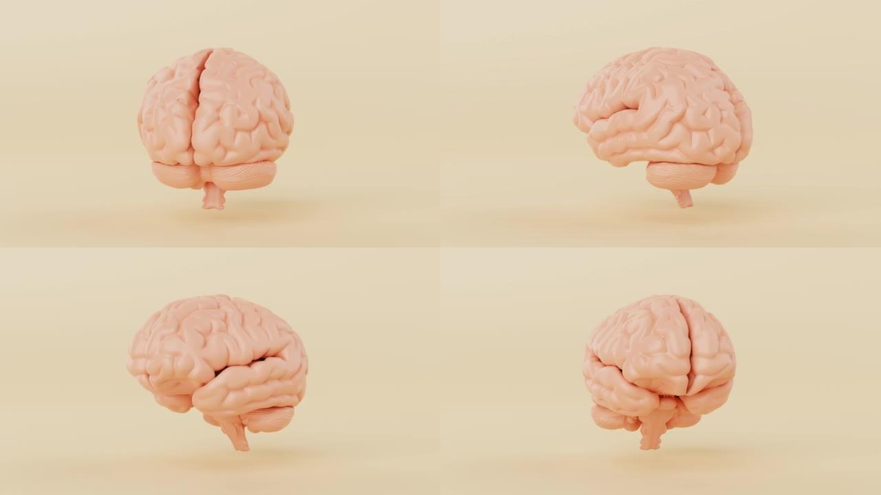 大脑旋转360度角的无缝循环在黄色背景上。科学和解剖学概念。4k镜头视频运动图形