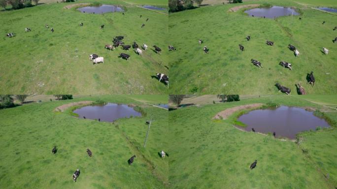 阳光明媚的日子里，草地上的奶牛。大型牲畜。绿色牧场上牛群的农场奶牛鸟瞰图。肉牛群，牛，小牛在绿色的夏