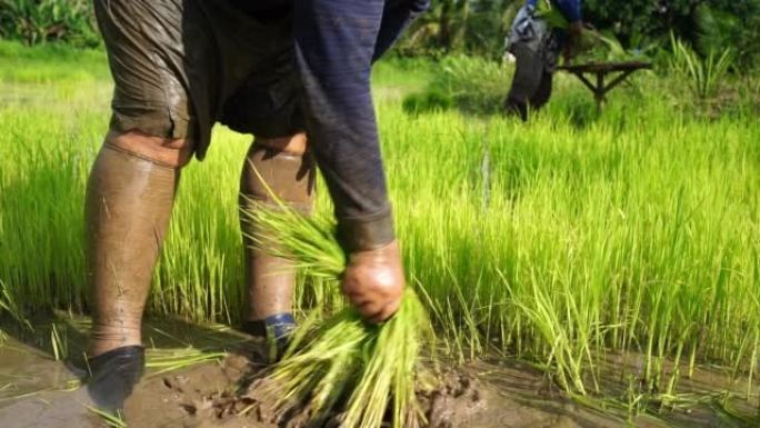 农民准备水稻树苗，准备水稻树苗，种植季节，亚洲农业，农产品
