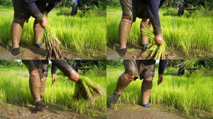 农民准备水稻树苗，准备水稻树苗，种植季节，亚洲农业，农产品