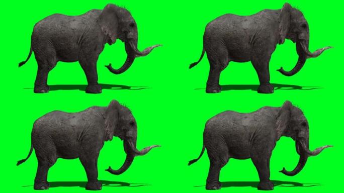 绿色屏幕上的大象