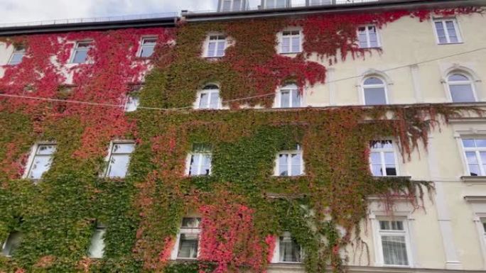 慕尼黑市经典建筑立面上生长着红色和绿色的藤蔓