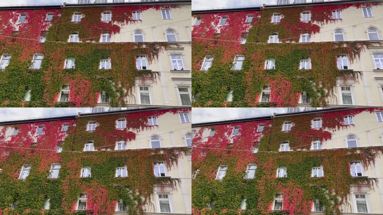 慕尼黑市经典建筑立面上生长着红色和绿色的藤蔓