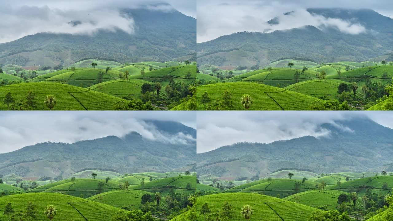 越南北部河内附近的Tan Son区Long Coc的茶园周围移动的雾和云的时间流逝