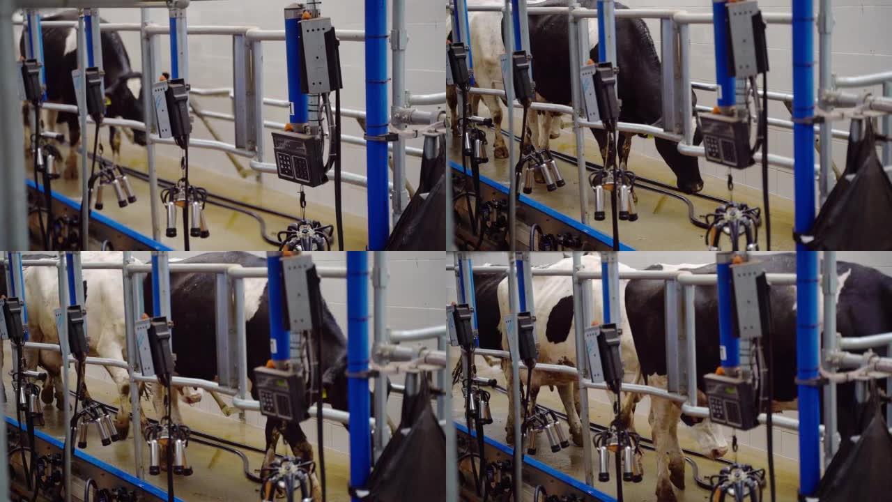 在农场机器挤奶。由计算机控制的自动挤奶机。工业牛奶生产。奶牛在围栏里
