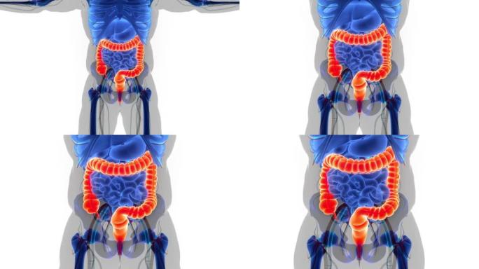 人体消化系统大肠解剖动画概念