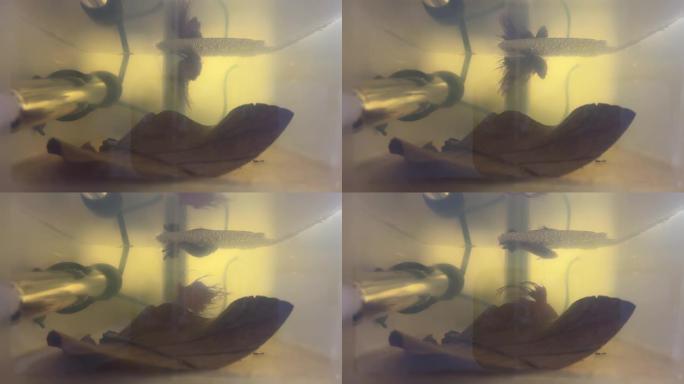 雄性红龙和雌性双尾斗鱼暹罗斗鱼繁殖。澳大利亚新南威尔士州悉尼
