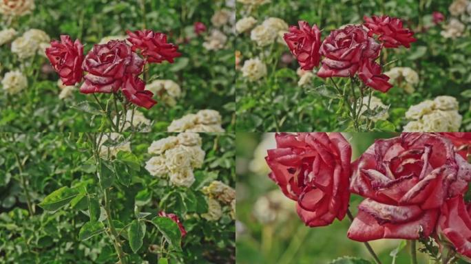 秋天花园里的四朵红玫瑰。玫瑰花季在玫瑰丛上垂死。选择性聚焦。复古颜色