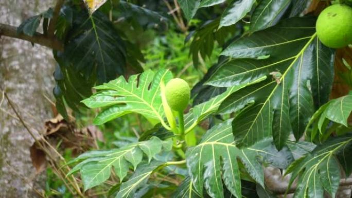 树上的面包果 (Artocarpus altilis)。面包果可以煮熟后食用，也可以进一步加工成各种