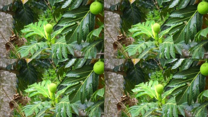 树上的面包果 (Artocarpus altilis)。面包果可以煮熟后食用，也可以进一步加工成各种