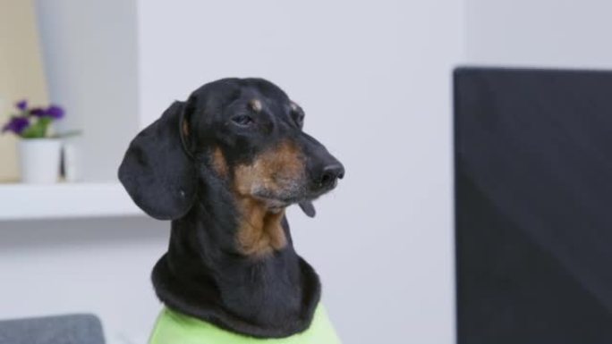 穿着绿色t恤的有趣的腊肠狗正坐在笔记本电脑前吠叫。宠物阻止主人工作或玩电子游戏。小狗会使用或破坏小工