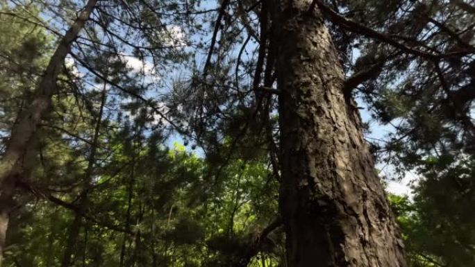 巨大的松树森林仰拍树林树枝环保空镜