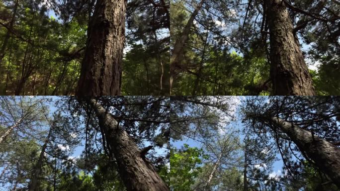 巨大的松树森林仰拍树林树枝环保空镜