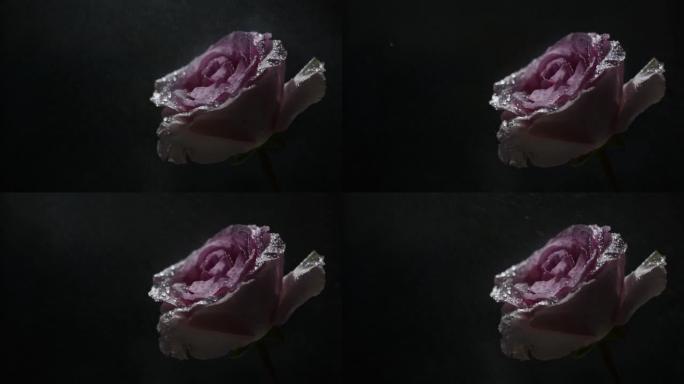 雨中厄瓜多尔粉红色玫瑰品种的特写