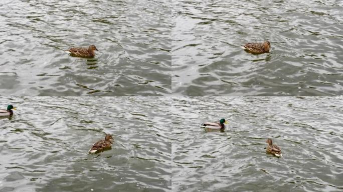 一只鸭子在一条新鲜的河里，一只美丽的鸭子看着相机镜头。湖里的野鸟鸭