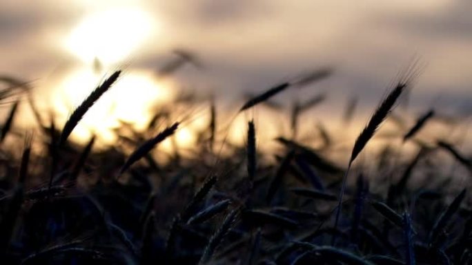 日落时的黑麦耳朵麦子麦穗阳光