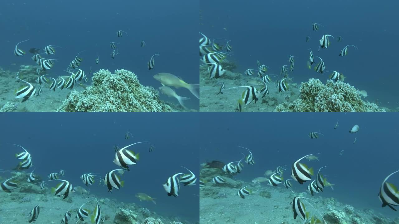 浅滩的旗鱼在蓝色的水中游泳。教育旗鱼或假摩尔人偶像-Heniochus diphreutes。埃及红