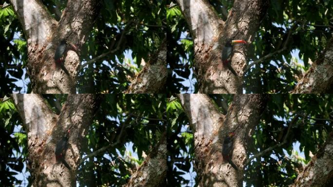 火嘴的aracari栖息在曼努埃尔·安东尼奥 (manuel antonio) 的树干上